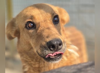 Sienna - schöne Hündin mit viel Potenzial sucht Zuhause (D/ CH/ LUX)