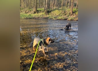 Lieber Schäfi-Mix Loki in 60437 Frankfurt