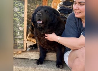 Chow-Mix-Terra - lieb, menschenbezogen, unkompliziert