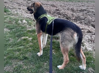 Lieber Schäfi-Mix Loki in 60437 Frankfurt