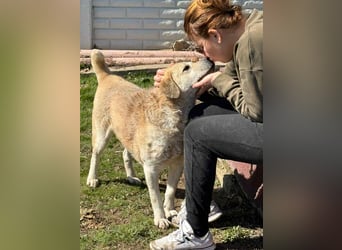 Max - seeehr verschmust u. lieb!