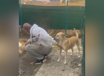 Leni - sehr lieb + sanft