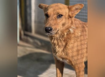 Sienna - schöne Hündin mit viel Potenzial sucht Zuhause (D/ CH/ LUX)