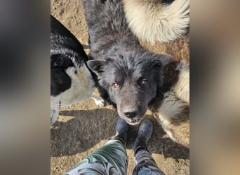 Chow-Mix-Terra - lieb, menschenbezogen, unkompliziert