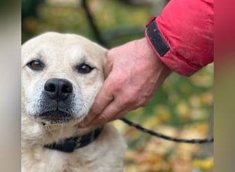 Max - seeehr verschmust u. lieb!