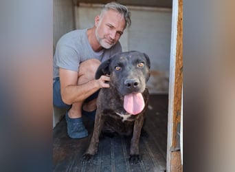 Paula - verschmuster Cane Corso-Mix