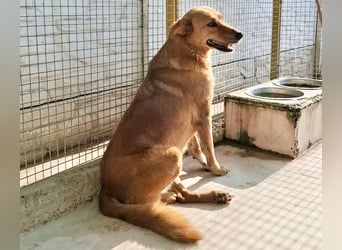 Sienna - schöne Hündin mit viel Potenzial sucht Zuhause (D/ CH/ LUX)