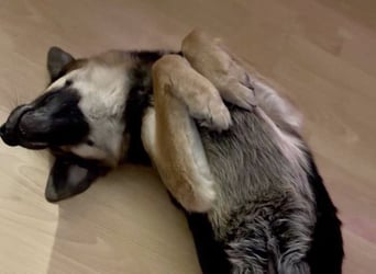 Lieber Schäfi-Mix Loki in 60437 Frankfurt