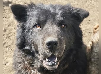 Chow-Mix-Terra - lieb, menschenbezogen, unkompliziert