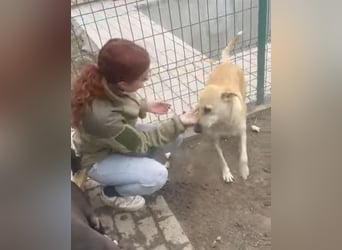 Leni - sehr lieb + sanft