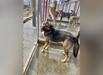 Joly sucht seine Person zum Ankommen