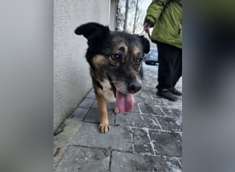 Kiruna sucht endlich ihr Körbchen (D/CH/LUX)