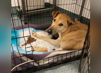 Leni - sehr lieb + sanft