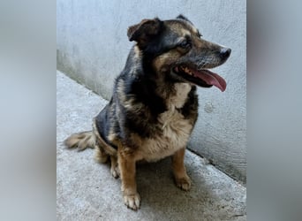 Kiruna sucht endlich ihr Körbchen (D/CH/LUX)