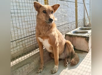 Sienna - schöne Hündin mit viel Potenzial sucht Zuhause (D/ CH/ LUX)