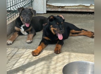 Welpenmädchen Dina sucht Körbchen (D/CH/LUX)