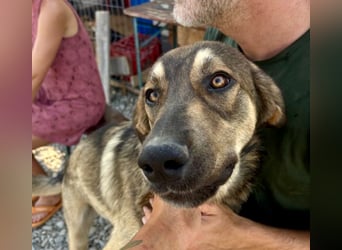 Pedro - Sonnenschein sucht Zuhause