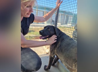 Paula - verschmuster Cane Corso-Mix