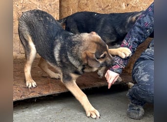 Pedro - Sonnenschein sucht Zuhause