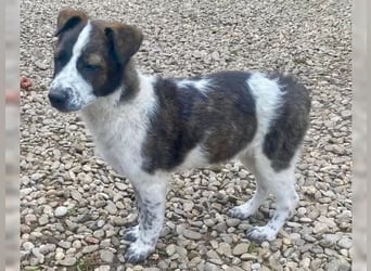 Welpenmädchen Bijoux sucht Körbchen (D/CH/LUX)