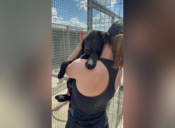 Welpe Nero sucht seine Familie (D/CH/LUX)