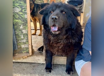 Chow-Mix-Terra - lieb, menschenbezogen, unkompliziert