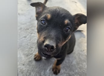 Welpenmädchen Dina sucht Körbchen (D/CH/LUX)