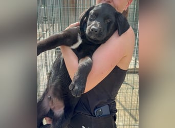 Welpe Nero sucht seine Familie (D/CH/LUX)