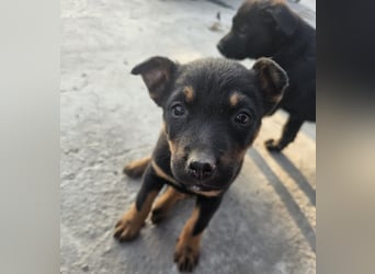 Welpenmädchen Dina sucht Körbchen (D/CH/LUX)