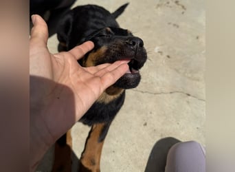 Welpenmädchen Dina sucht Körbchen (D/CH/LUX)