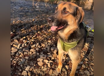 Lieber Schäfi-Mix Loki in 60437 Frankfurt