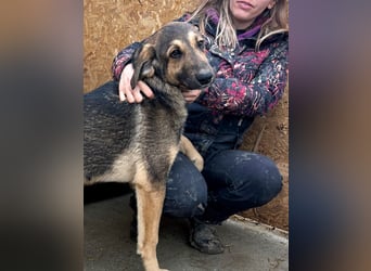 Pedro - Sonnenschein sucht Zuhause