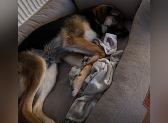 Lieber Schäfi-Mix Loki in 60437 Frankfurt