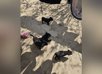 Welpe Nero sucht seine Familie (D/CH/LUX)