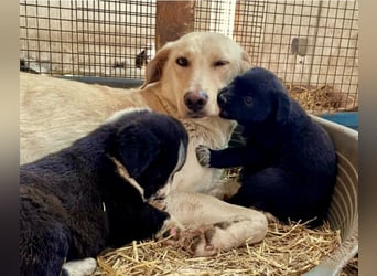 Nola - liebevolle Mama sucht ein Zuhause