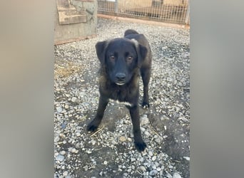 Smoothie - sanfter Welpenbub sucht Familie