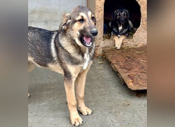 Pedro - Sonnenschein sucht Zuhause