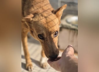 Sienna - schöne Hündin mit viel Potenzial sucht Zuhause (D/ CH/ LUX)
