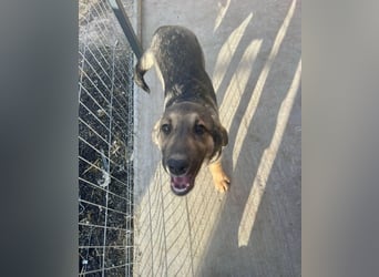 Pedro - Sonnenschein sucht Zuhause