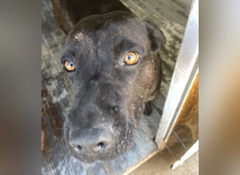 Paula - verschmuster Cane Corso-Mix