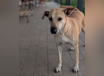 Leni - sehr lieb + sanft