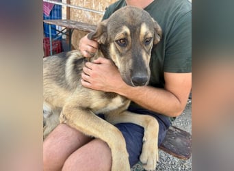 Pedro - Sonnenschein sucht Zuhause