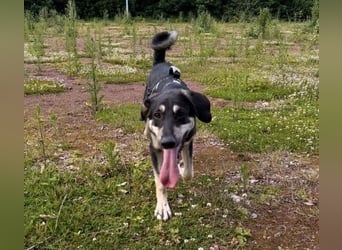 Lieber Junghund Spencer in Wuppertal (42117)