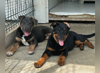Welpenmädchen Dina sucht Körbchen (D/CH/LUX)
