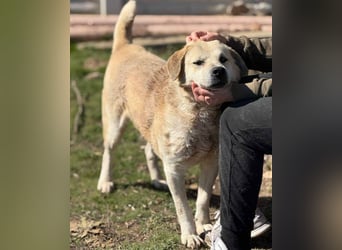 Max - seeehr verschmust u. lieb!