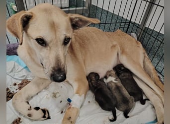 Leni - sehr lieb + sanft