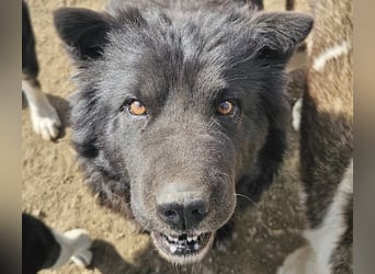 Chow-Mix-Terra - lieb, menschenbezogen, unkompliziert