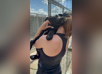 Welpe Nero sucht seine Familie (D/CH/LUX)
