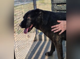 Paula - verschmuster Cane Corso-Mix