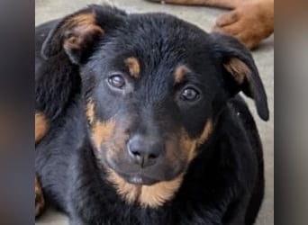 Welpenmädchen Dina sucht Körbchen (D/CH/LUX)